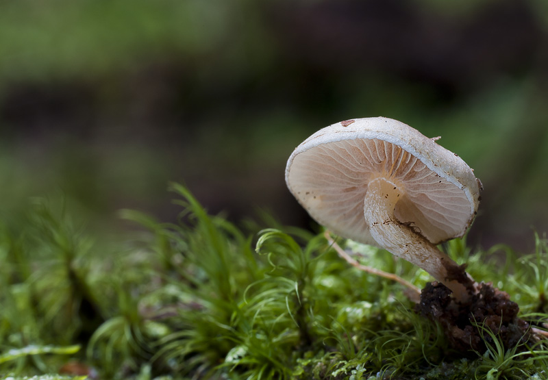 Pholiota scamba